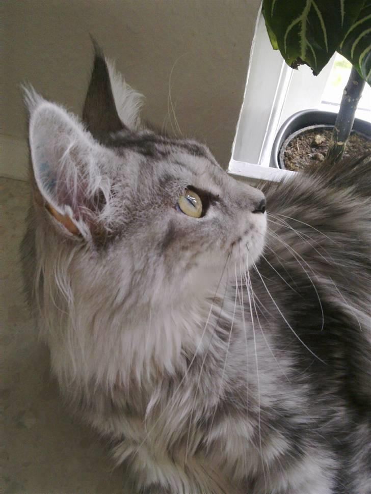 Maine Coon Edelweis billede 16