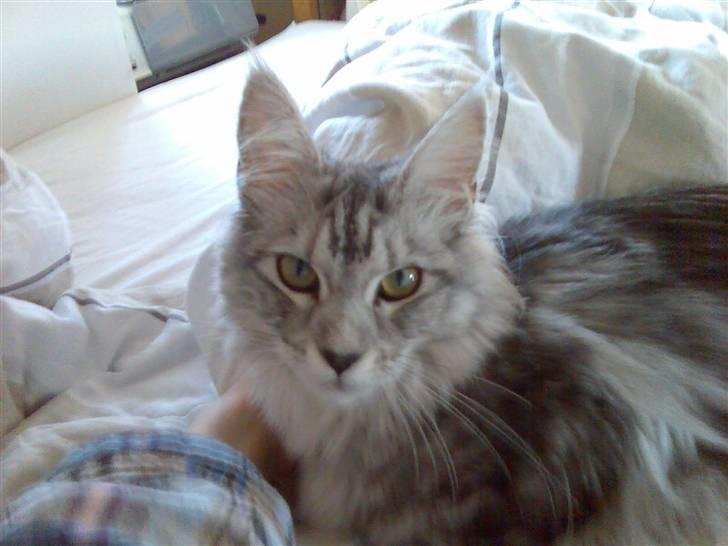 Maine Coon Edelweis billede 17