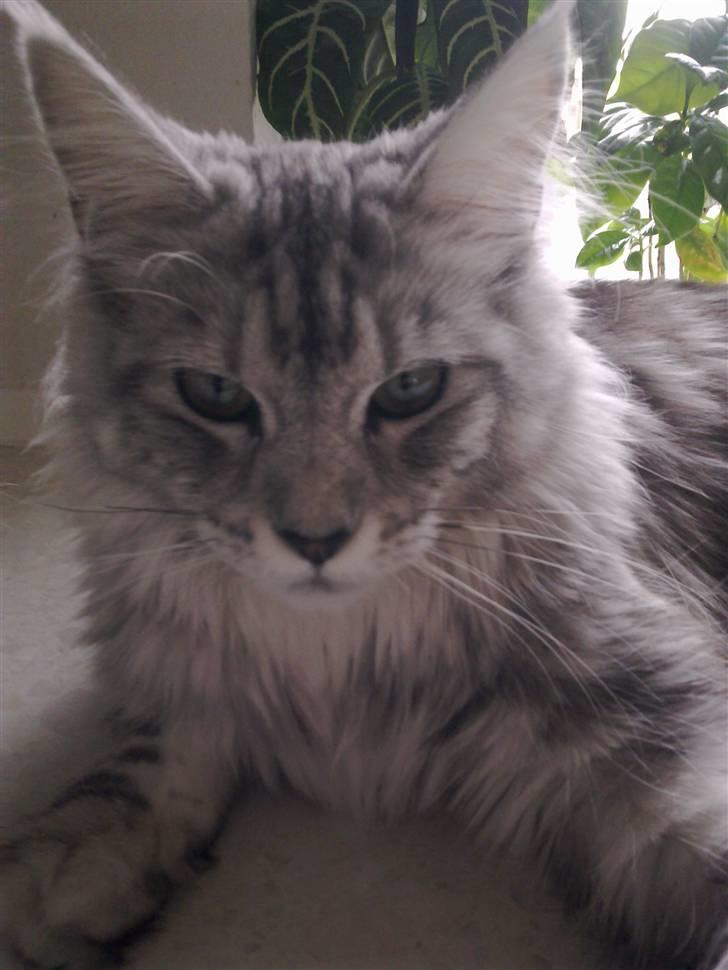 Maine Coon Edelweis billede 18
