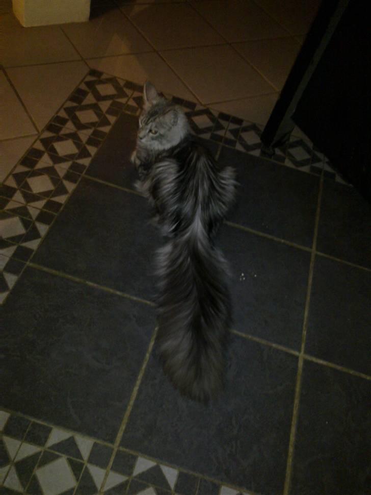 Maine Coon Edelweis billede 19