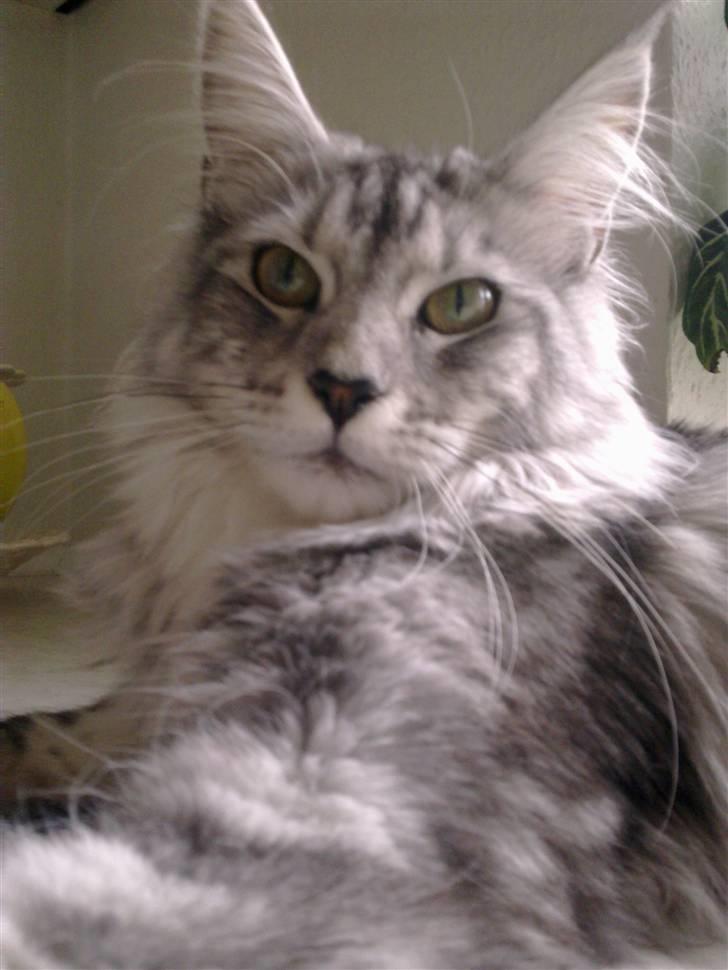 Maine Coon Edelweis - Her er X-Ray. det er Edelweis´ nye "lille bror"/legekammerart billede 20