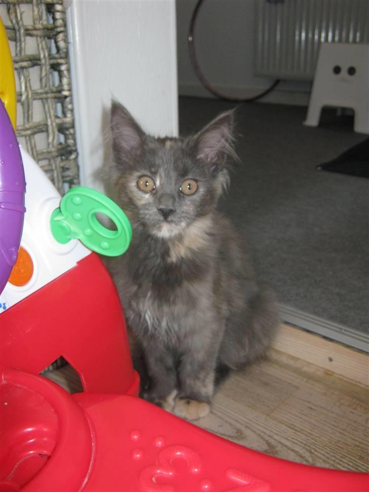 Maine Coon Nellie billede 1