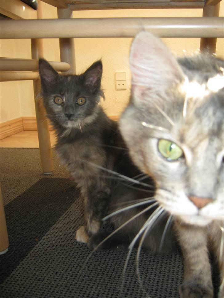 Maine Coon Nellie billede 2