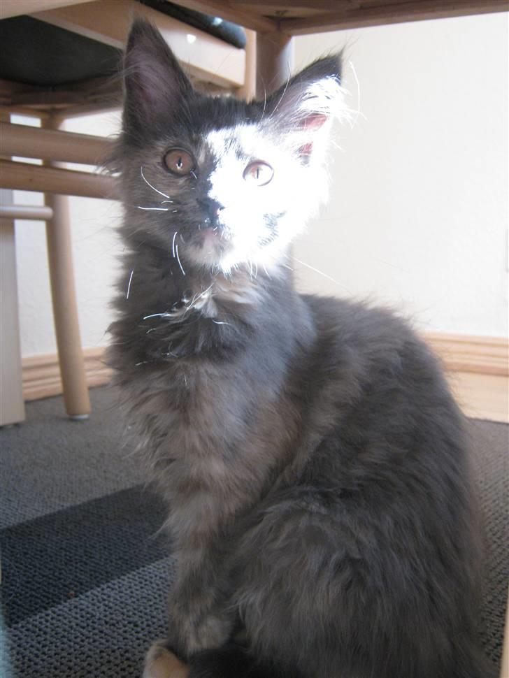 Maine Coon Nellie billede 3