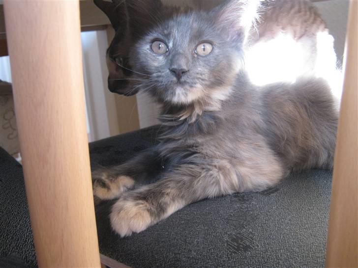 Maine Coon Nellie billede 4