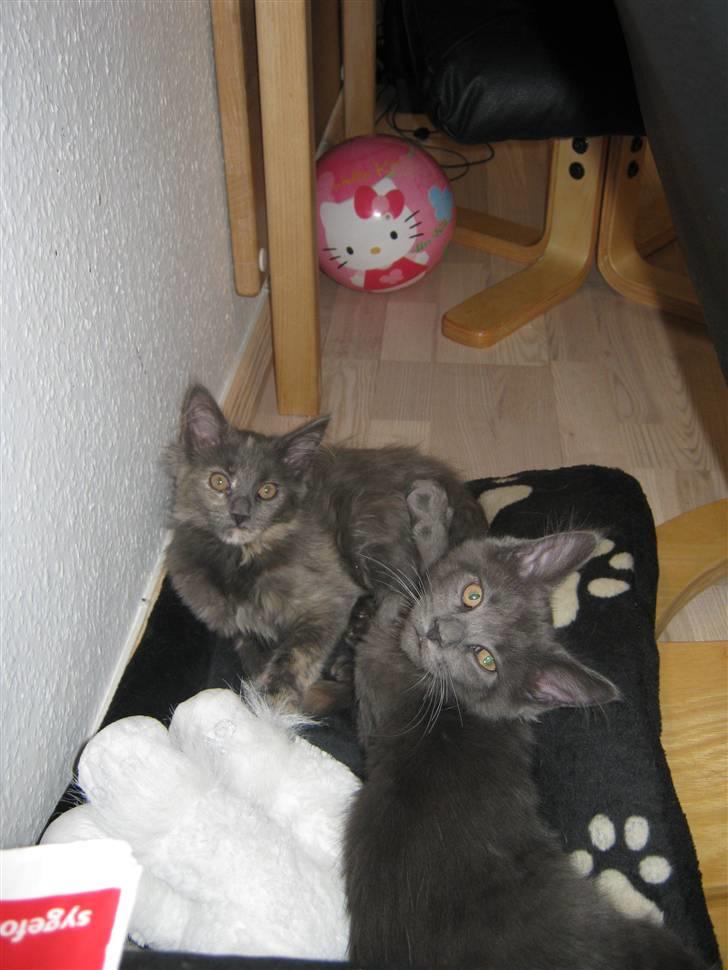 Maine Coon Nellie billede 5