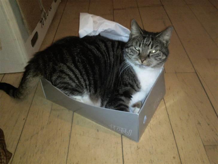 Huskat Fini billede 8