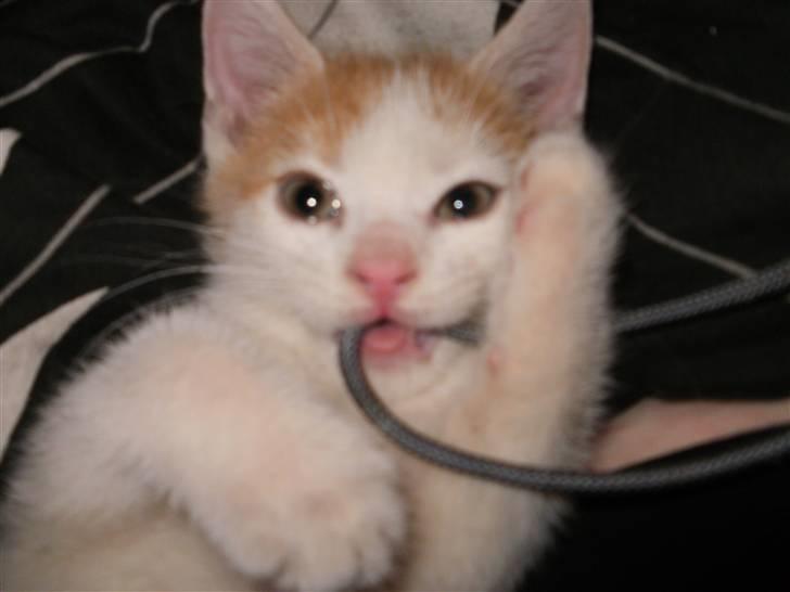 Huskat nemesis billede 1