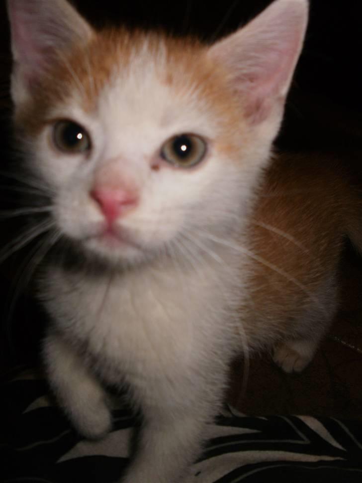 Huskat nemesis billede 2