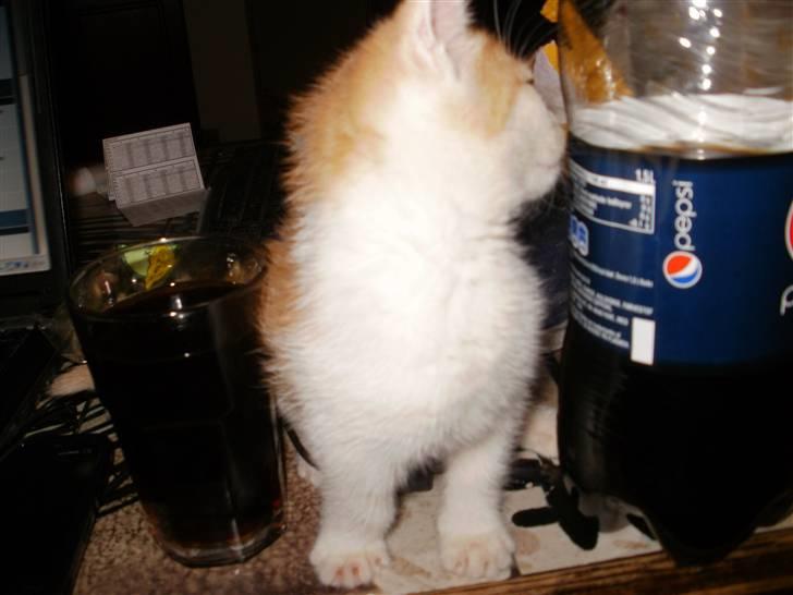 Huskat nemesis billede 3