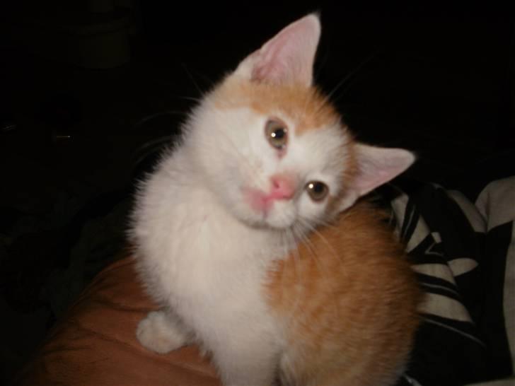 Huskat nemesis billede 4