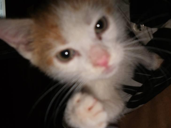 Huskat nemesis billede 5