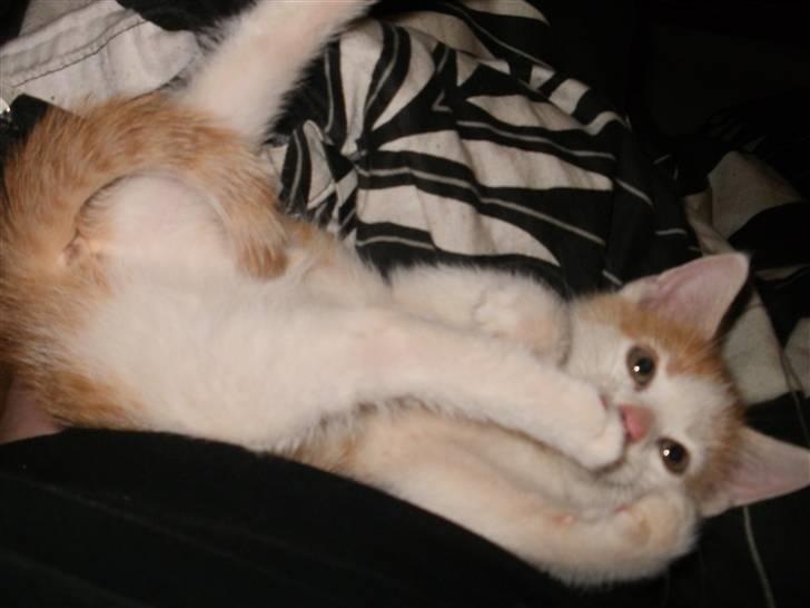 Huskat nemesis billede 6