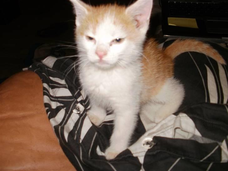 Huskat nemesis billede 7