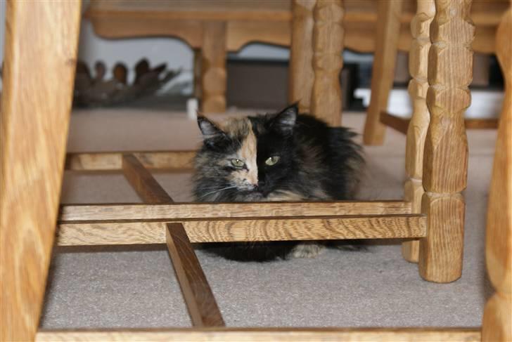 Maine Coon Scarlet billede 1