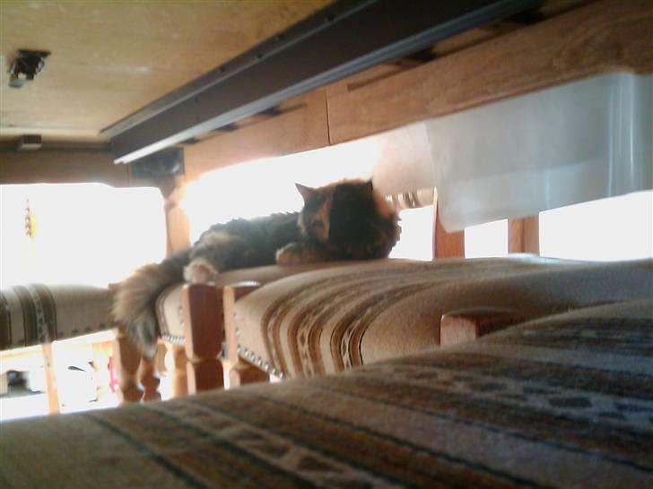 Maine Coon Scarlet billede 2