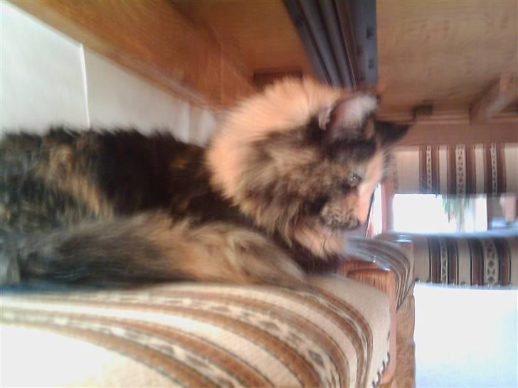 Maine Coon Scarlet billede 3