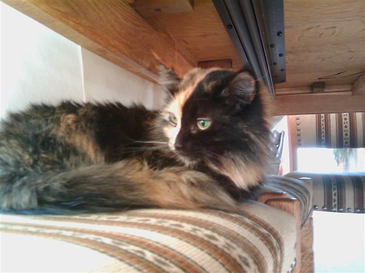 Maine Coon Scarlet billede 4