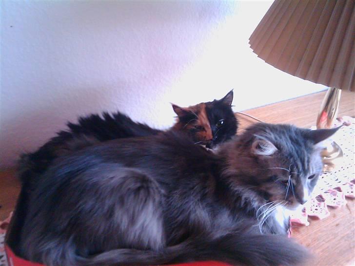 Maine Coon Scarlet billede 5