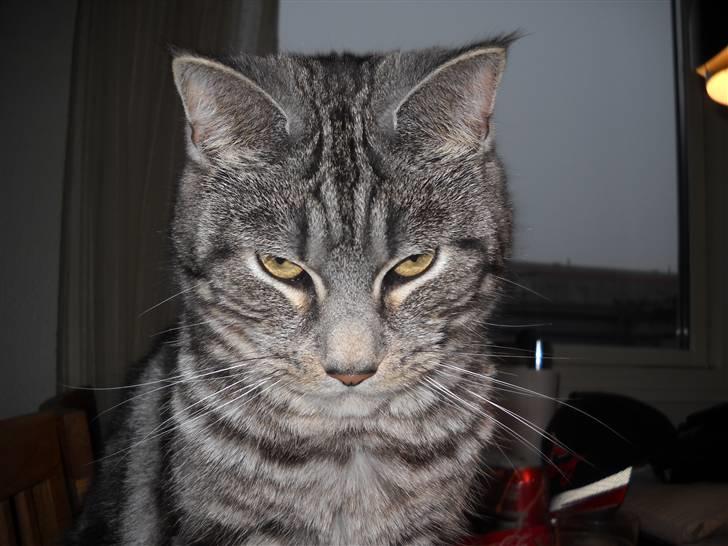 Blanding af racer Misty billede 8