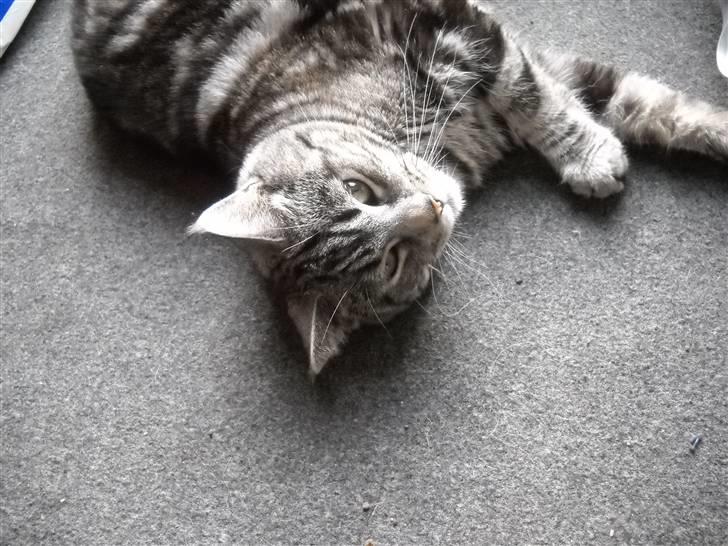 Blanding af racer Misty billede 9