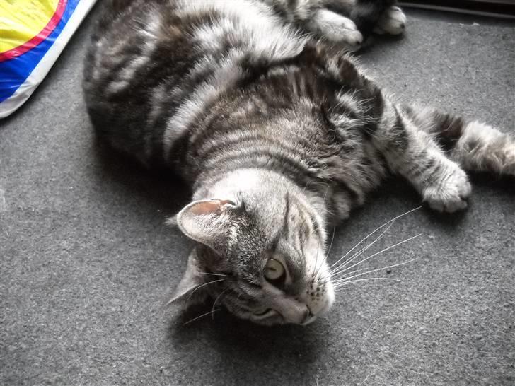 Blanding af racer Misty billede 10