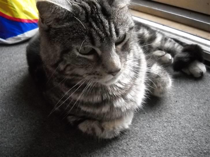 Blanding af racer Misty billede 11