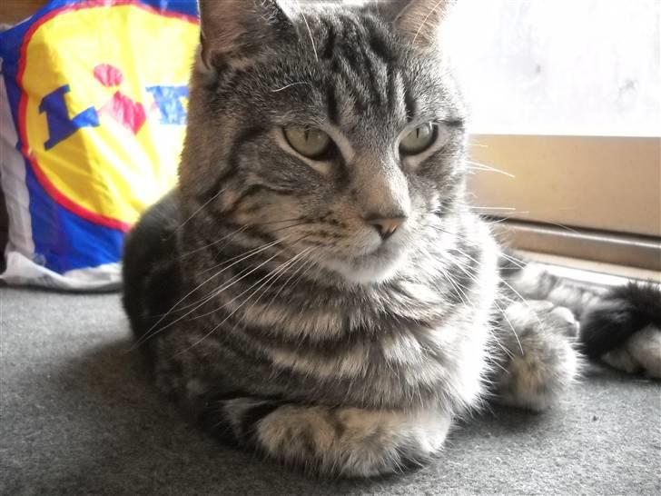 Blanding af racer Misty billede 12