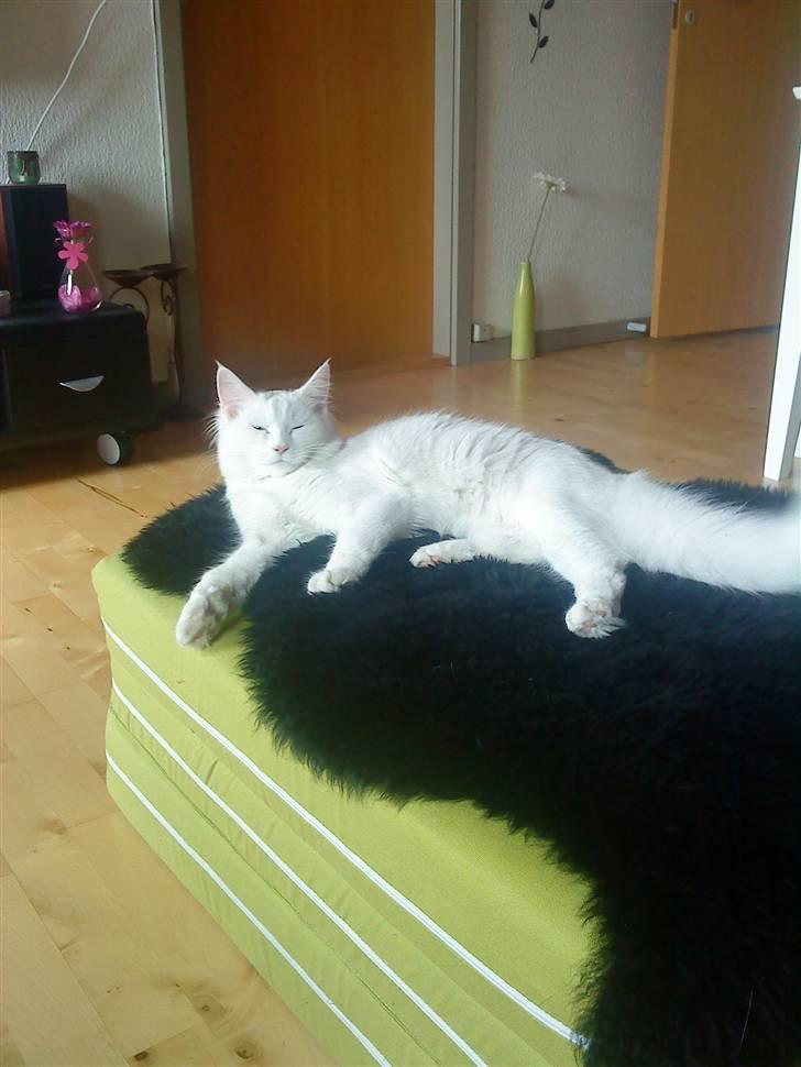 Blanding af racer mille billede 16