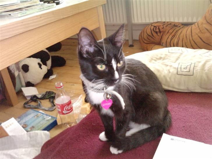 Huskat Charlie R.I.P - charlie kigger ud i rummet billede 14