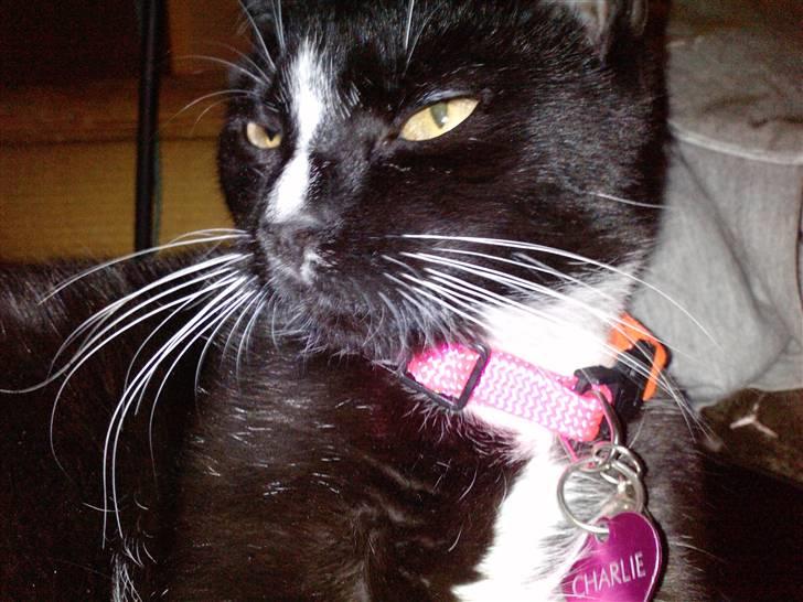 Huskat Charlie R.I.P - Charlie ligger og slapper af og har det godt billede 15