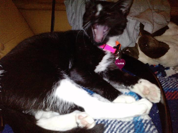 Huskat Charlie R.I.P - gaaaaaaaaaab her er hun meget træt billede 16