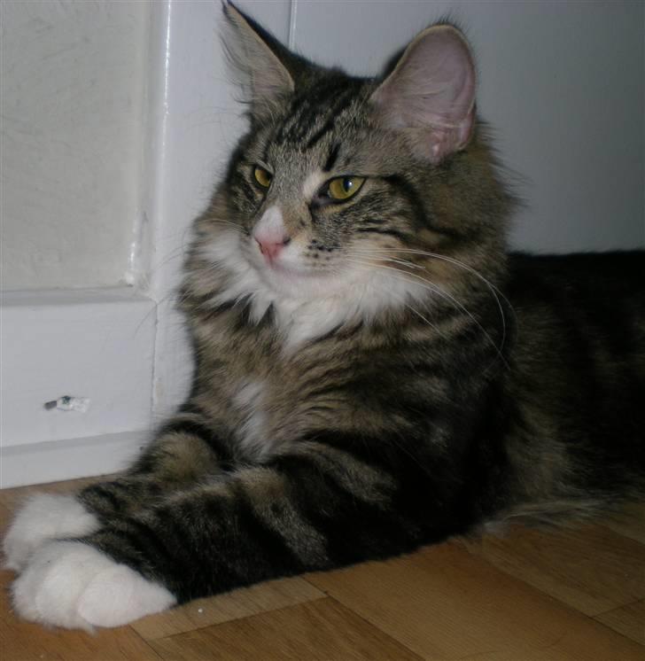 Norsk Skovkat Chazeems Chaos billede 2