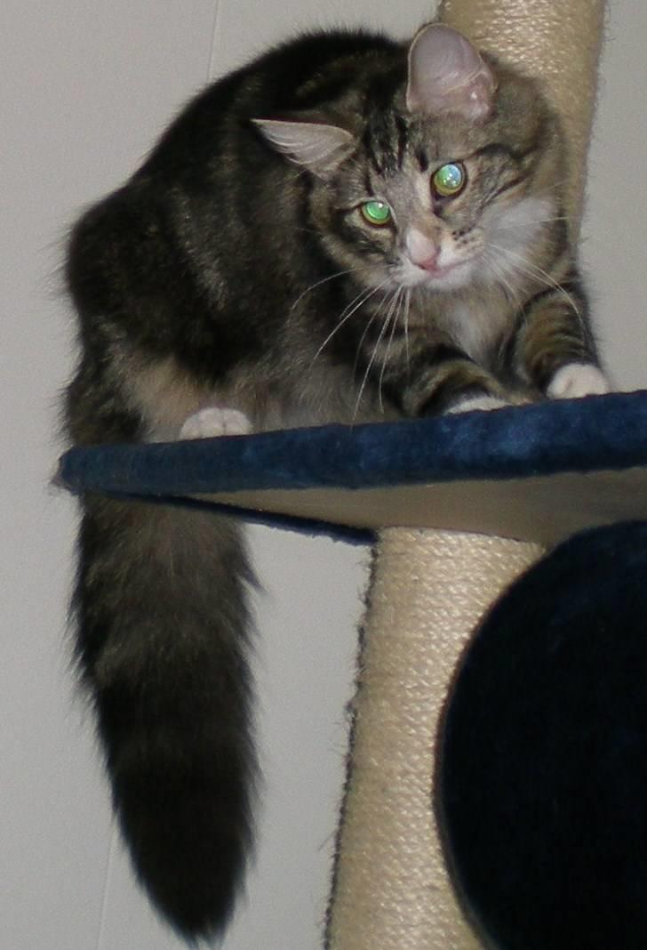 Norsk Skovkat Chazeems Chaos billede 3