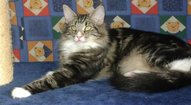 Norsk Skovkat Chazeems Chaos billede 4