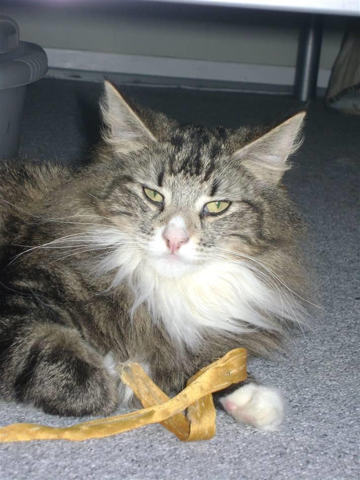 Norsk Skovkat Chazeems Chaos billede 5