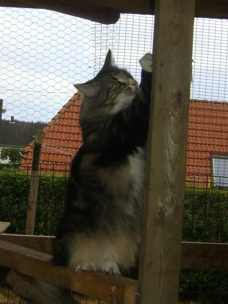 Norsk Skovkat Chazeems Chaos billede 6
