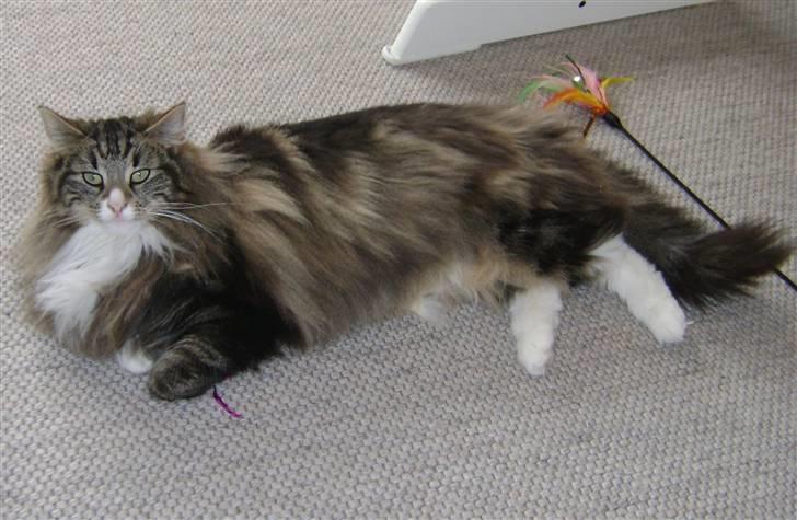 Norsk Skovkat Chazeems Chaos billede 7