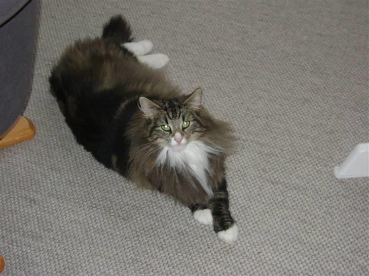 Norsk Skovkat Chazeems Chaos billede 8