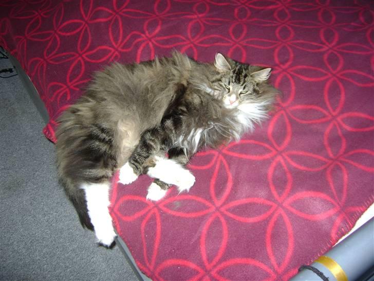 Norsk Skovkat Chazeems Chaos billede 9