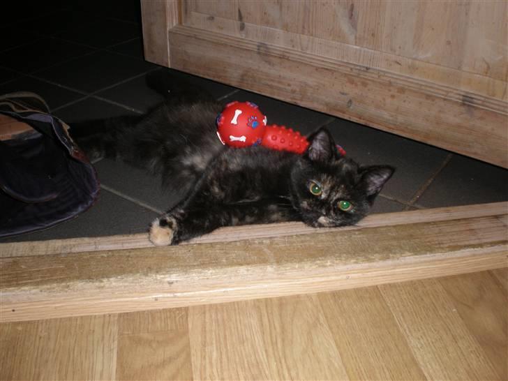 Huskat Bror Lort billede 1