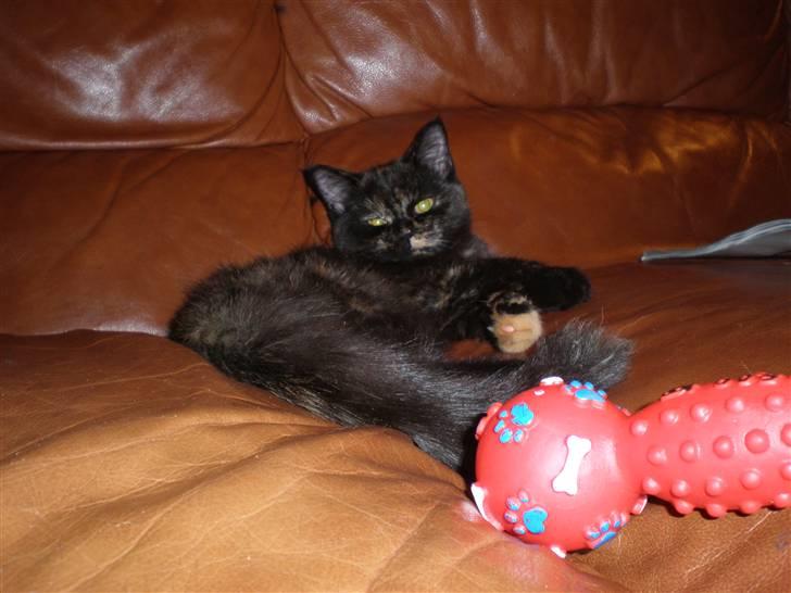 Huskat Bror Lort billede 2