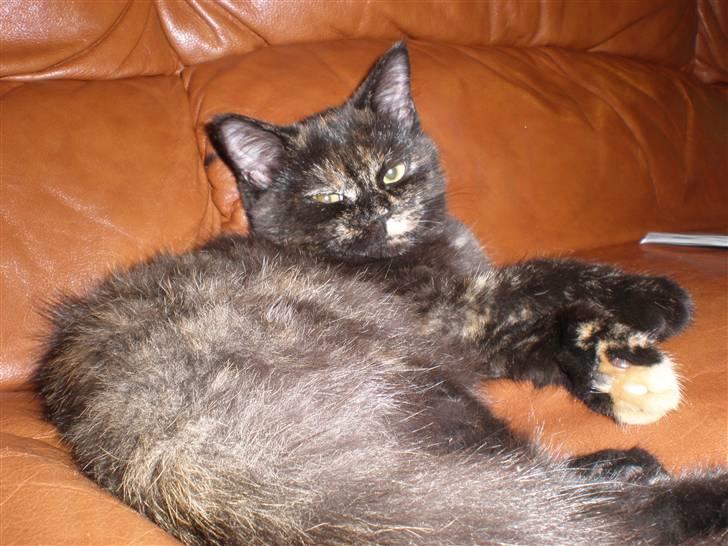 Huskat Bror Lort billede 3