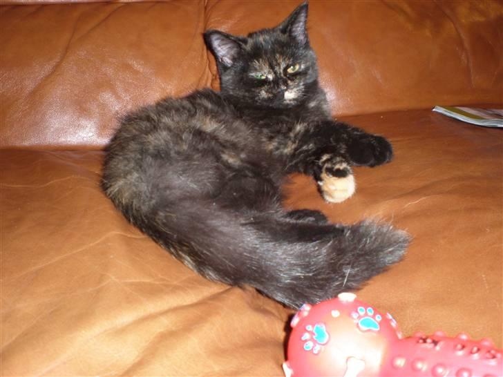 Huskat Bror Lort billede 4