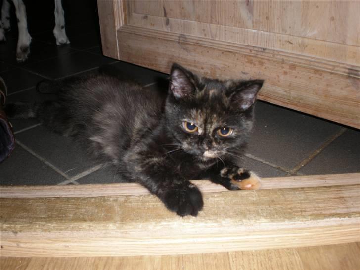 Huskat Bror Lort billede 5