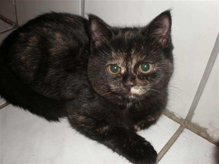 Huskat Bror Lort billede 6