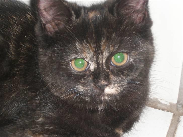 Huskat Bror Lort billede 7