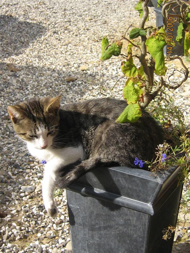 Huskat Cassiopaia billede 1