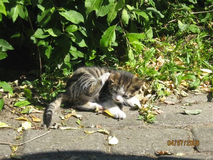 Huskat Cassiopaia billede 2