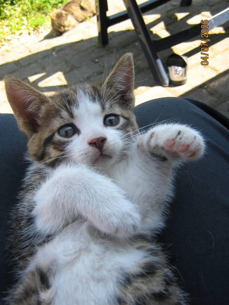 Huskat Cassiopaia billede 3